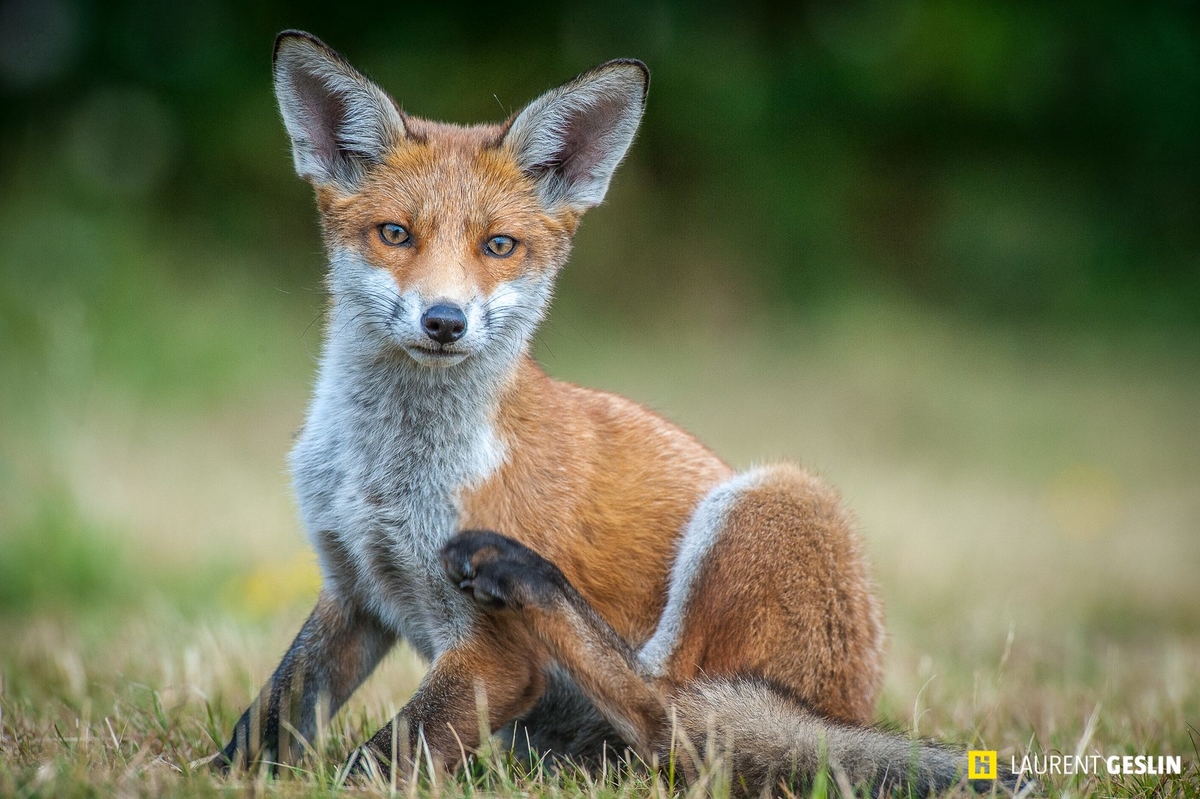 odyssee renard e12 1 1800x1198
